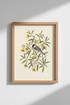 Bird_On_Branch_1763952-224935-GIF_closeup_shot1.png