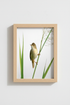 Bird_On_Reed_4502911-171242-QKY_closeup_shot1.png