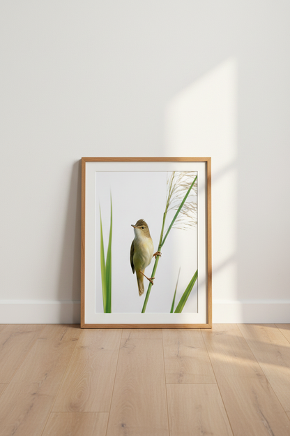 Bird_On_Reed_4502911-171242-QKY_floor_shot2.png