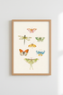 Butterflies_Collection_7527718-224833-9PV_closeup_shot1.png