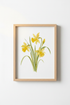 Watercolor Daffodil Wall Art Print | Living Room Decor | Botanical Poster