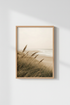 DuneScape_Grasses_6564847-185601-EXY_closeup_shot1.png
