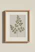 Fern_Illustration_7071261-172001-0P0_closeup_shot1.png