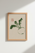GreenFrog_Circle_3499793-172001-0P0_closeup_shot1.png