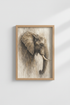 LionPortrait_3627192-150642-9F5_closeup_shot1.png
