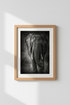 Lion_Monochrome_3470867-171242-QKY_closeup_shot1.png