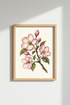 Magnolia_Blossoms_3848444-191910-18H_closeup_shot1.png