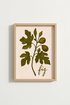 fig leaf wall art | Minimalist olive tones, living room decor