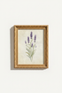Oregano_Flowers_691314-125919-5B8_closeup_shot1.png