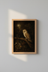 Owl_Nature_8889164-232359-8O5_closeup_shot1.png