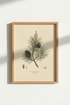 PineTree_Botanical_8297540-224935-GIF_closeup_shot1.png