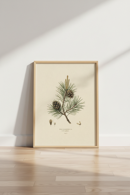 PineTree_Botanical_8297540-224935-GIF_floor_shot3.png