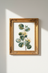 Plant_Artwork_6218238-191959-ECC_closeup_shot1.png