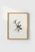 Reindeer_7584088-224935-GIF_closeup_shot1.png