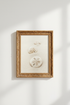 Seashells_Beach_7597012-073756-15M_closeup_shot1.png