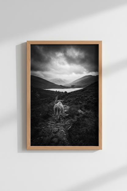 Highland Cow Wall Art Print | Black and White Scotland Decor | Moody Nature Poster