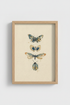 ThreeButterflies_Framed_0296425-172001-0P0_closeup_shot1.png