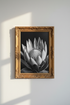 WaterLily_BlackAndWhite_162440-174937-798_closeup_shot1.png
