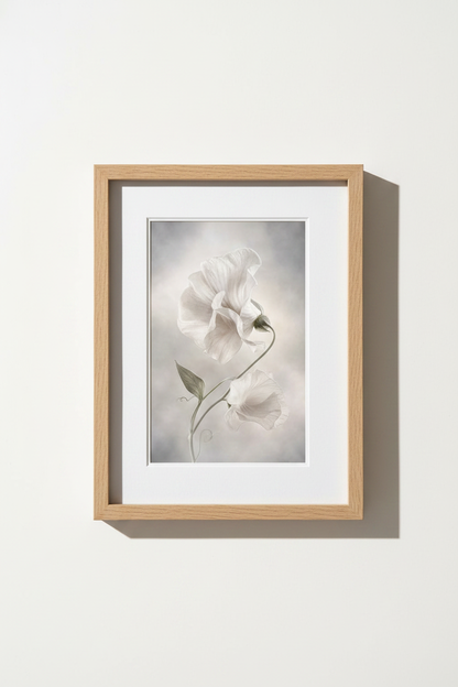 WhiteCosmos_Bud_9646698-171242-QKY_closeup_shot1.png