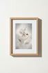 WhiteCosmos_Bud_9646698-171242-QKY_closeup_shot1.png