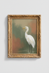 WhiteEgret_474761-165855-6KF_closeup_shot1.png