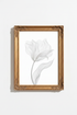 WhiteFeather_6752772-165855-6KF_closeup_shot1.png