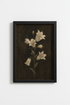 Mood Floral White Lilies Wall Art | Dark Academia Decor | Antique Botanical Poster