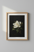 WhiteMagnolia_8846789-224833-9PV_closeup_shot1.png