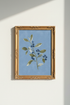WhitePoppies_BlueBackground_9369809-165855-6KF_closeup_shot1.png