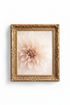 WhitePoppy_8158708-073756-15M_closeup_shot1.png