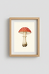 mushroom-watercolor-red-amanita-decor-close-up-76fc23.png